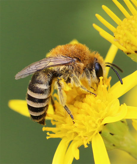 colletes fodiens
