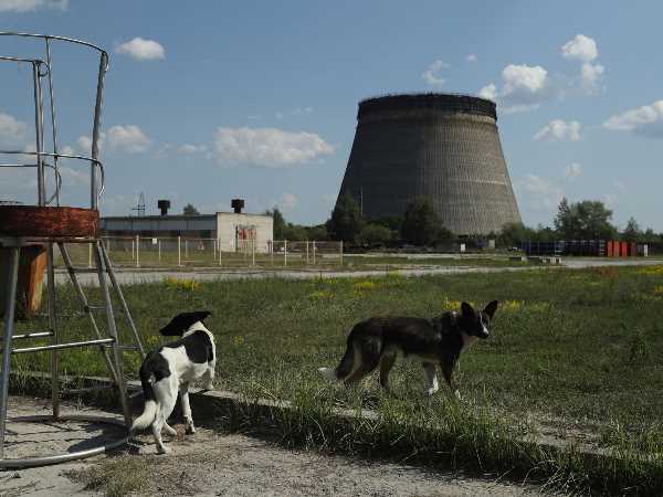 fauna chernobyl 1