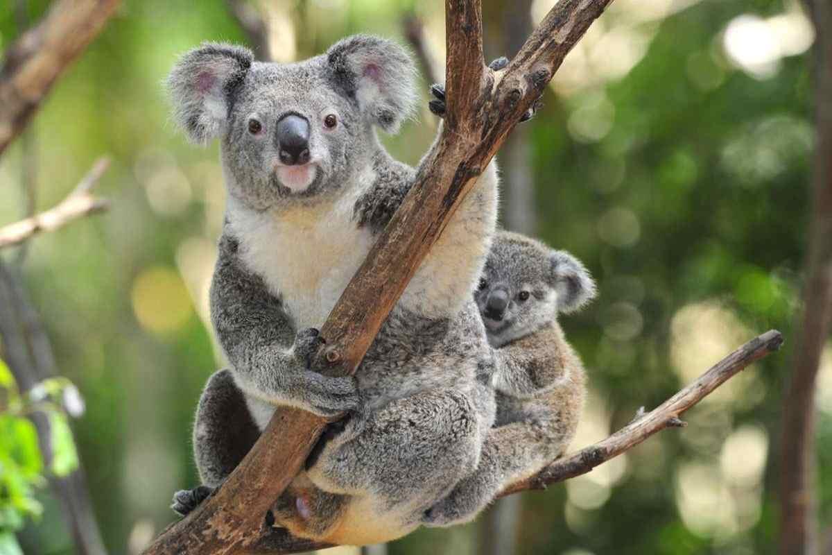 koala estinzione