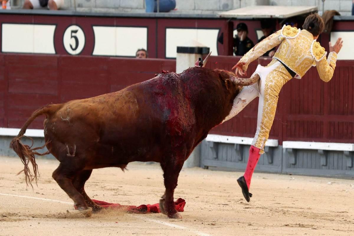 Il brutale momento in cui il torero viene incornato vicino al retto durante  la corrida di Madrid - greenMe