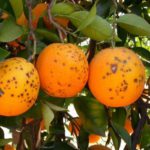 arance infette macchia nera