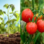 piantare-pomodori-