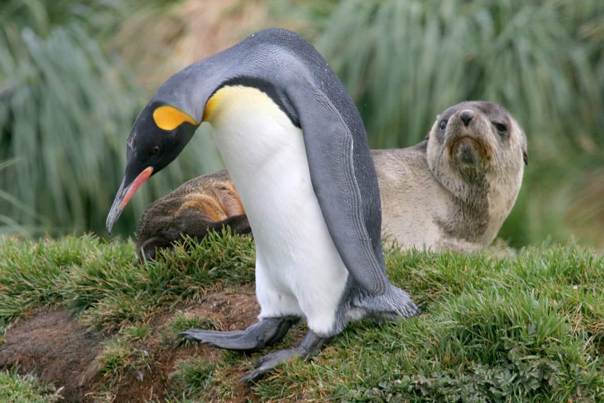 pinguini e foche