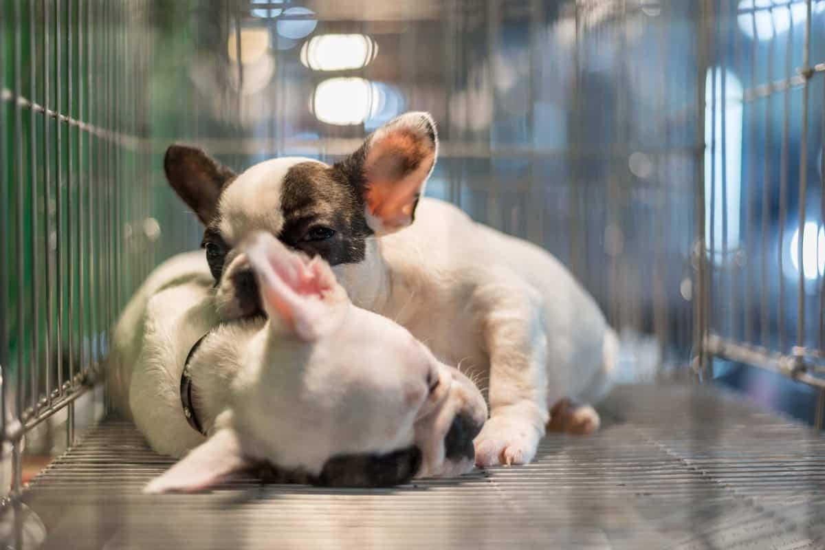 Stop Alle Puppy Farm In Inghilterra Da Oggi Vietata La Vendita Di Cuccioli Di Cani E Gatti Nei Negozi Greenme