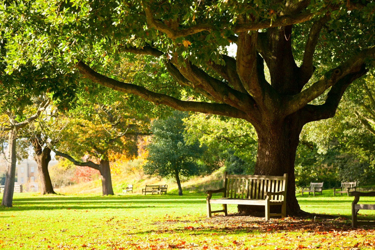 Panchina sotto un albero in un parco 