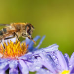 api simboli numerici colonie