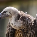 Avvoltoio dorsobianco