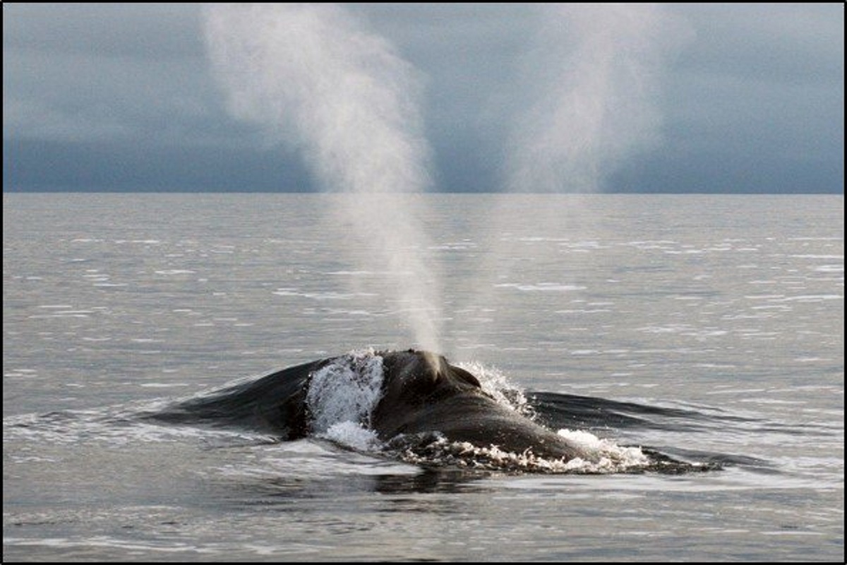 balena franca nordpacifica