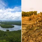 deforestazione brasile