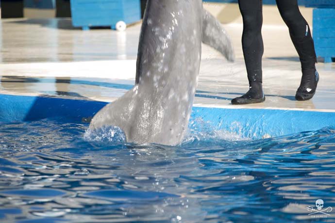 delfini-zoo-madrid