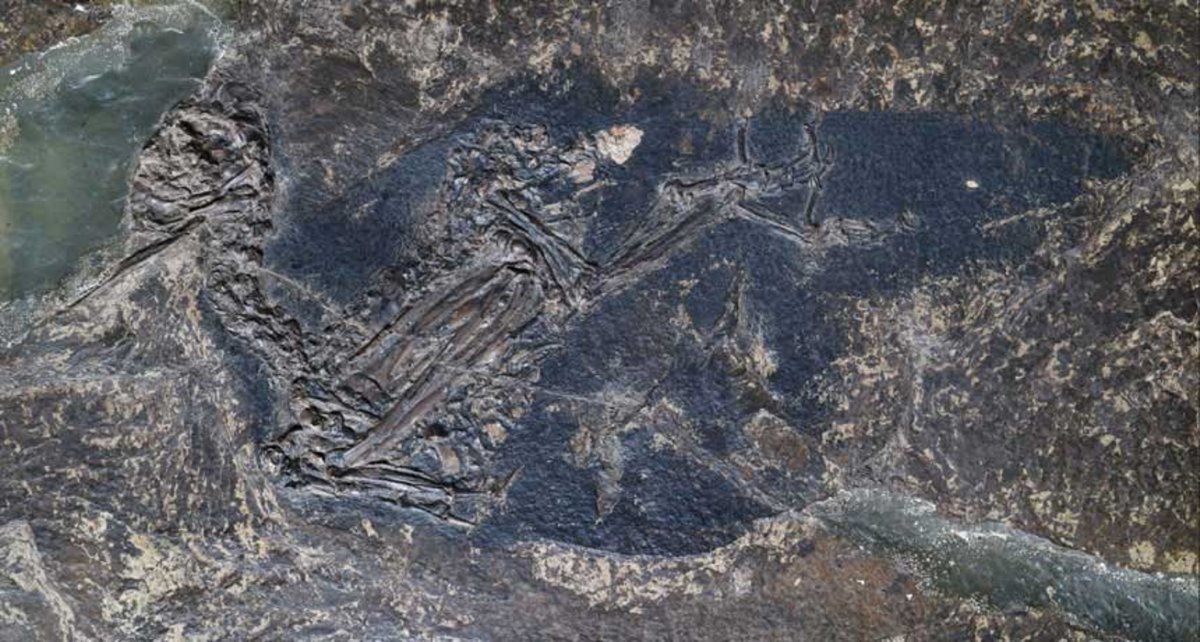 fossili blu