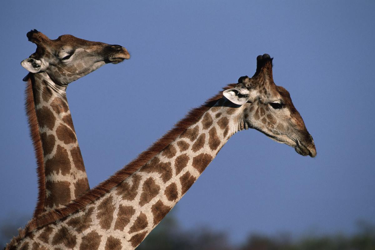 Giornata giraffe