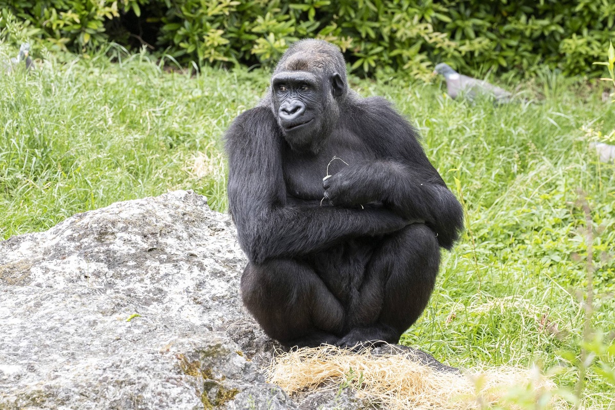 Gorilla zoo Beauval