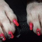 Manicure cani