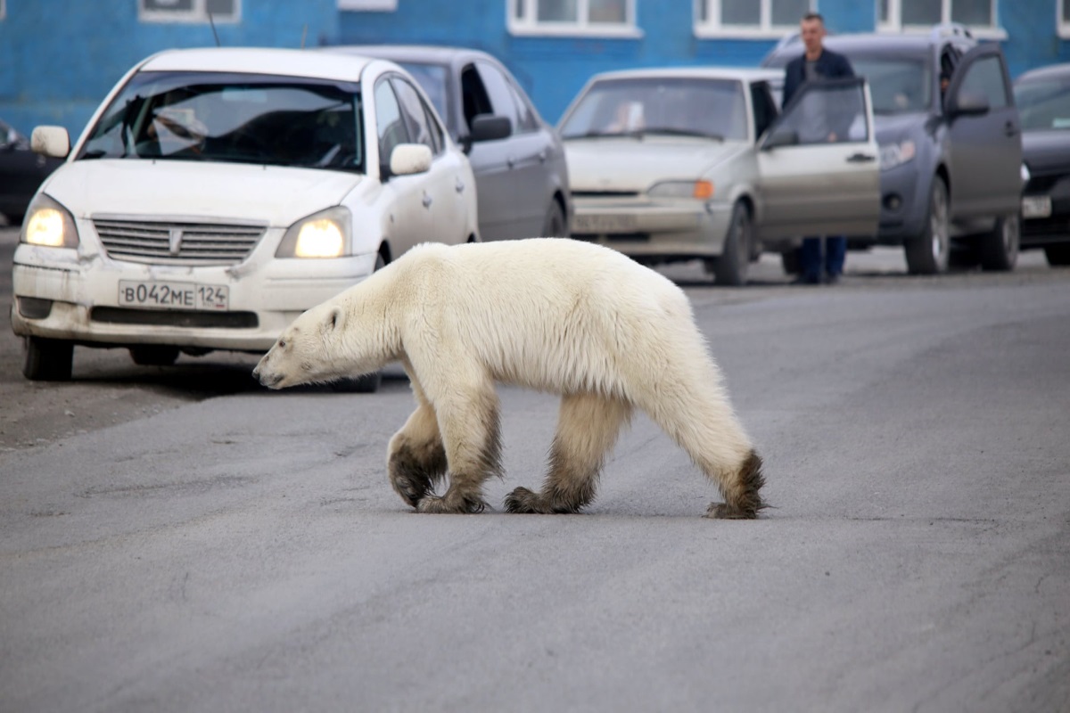Orso polare siberia