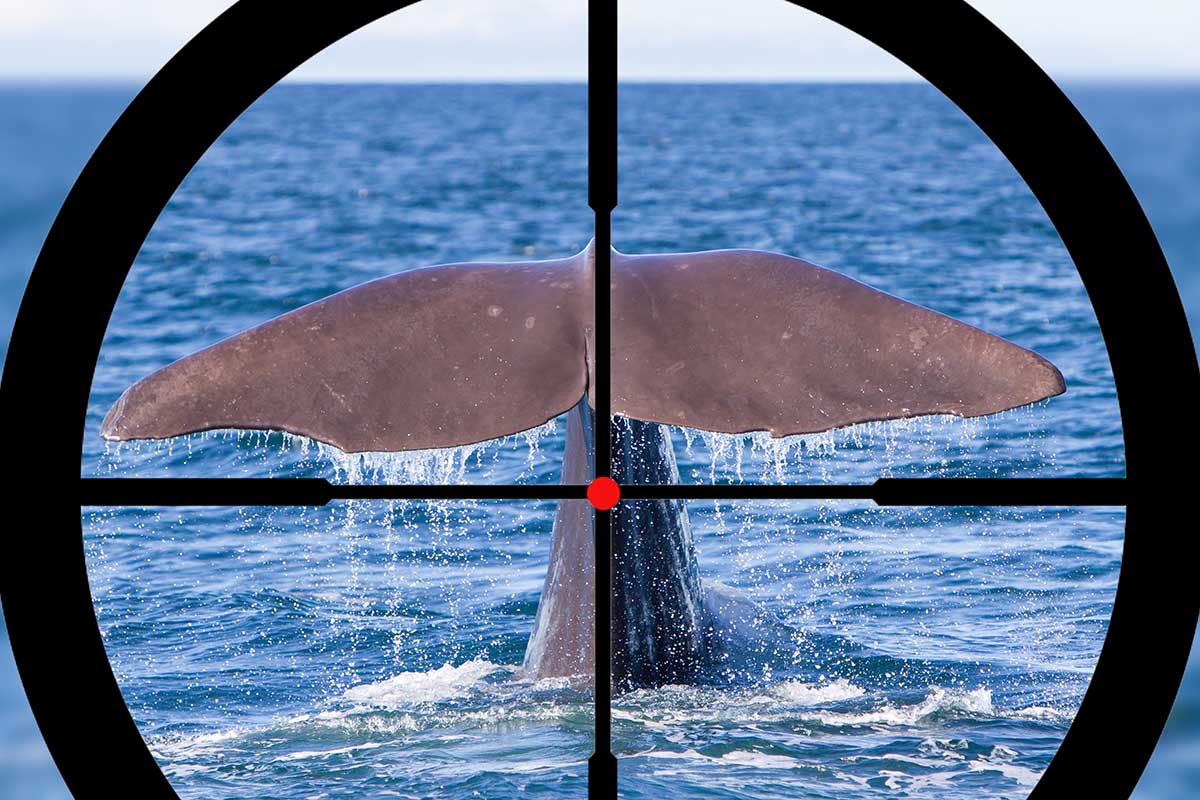 caccia-balene