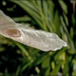 Alsomitra macrocarpa