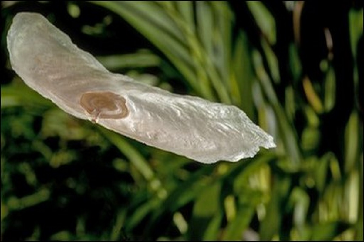 Alsomitra macrocarpa