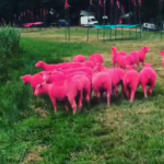 Pecore tinte di rosa