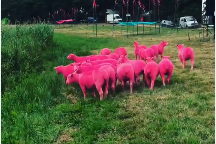 Pecore tinte di rosa