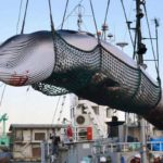 caccia balene giappone