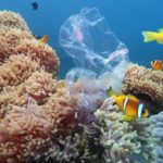 Coralli preferiscono la plastica al cibo naturale