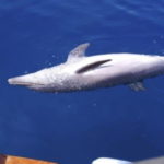 Moria di delfini in Toscana