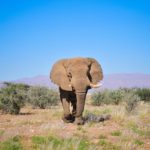 Voortrekker, l'elefante leggendario è stato ucciso