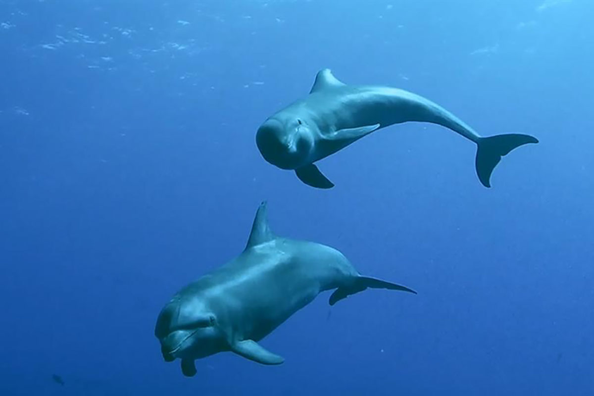 mamma-delfino-balenottero