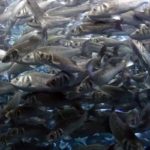 Esaurite scorte di pesce in Europa