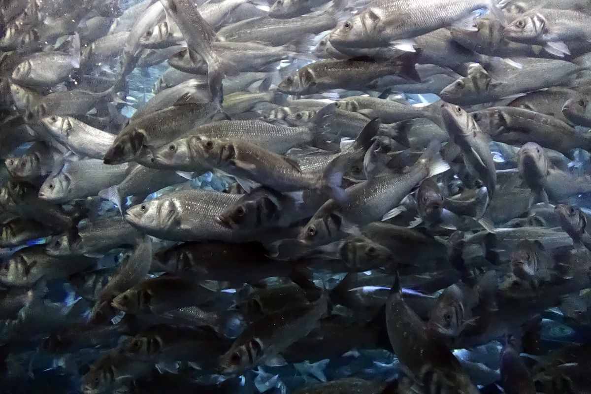 Esaurite scorte di pesce in Europa