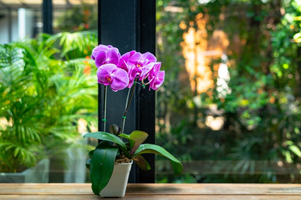 Orchidee in appartamento