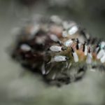 Rimedi naturali formiche alate