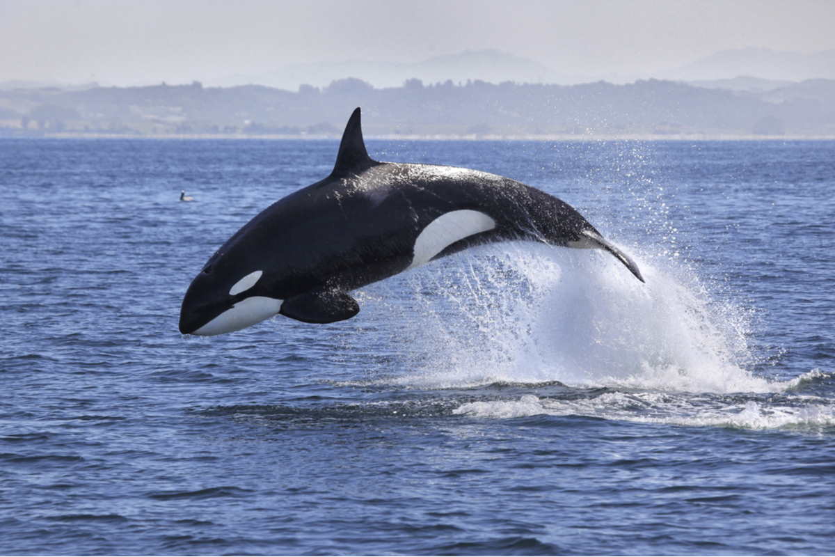 orche minacciate piano trump