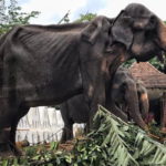 Elefantessa malnutrita