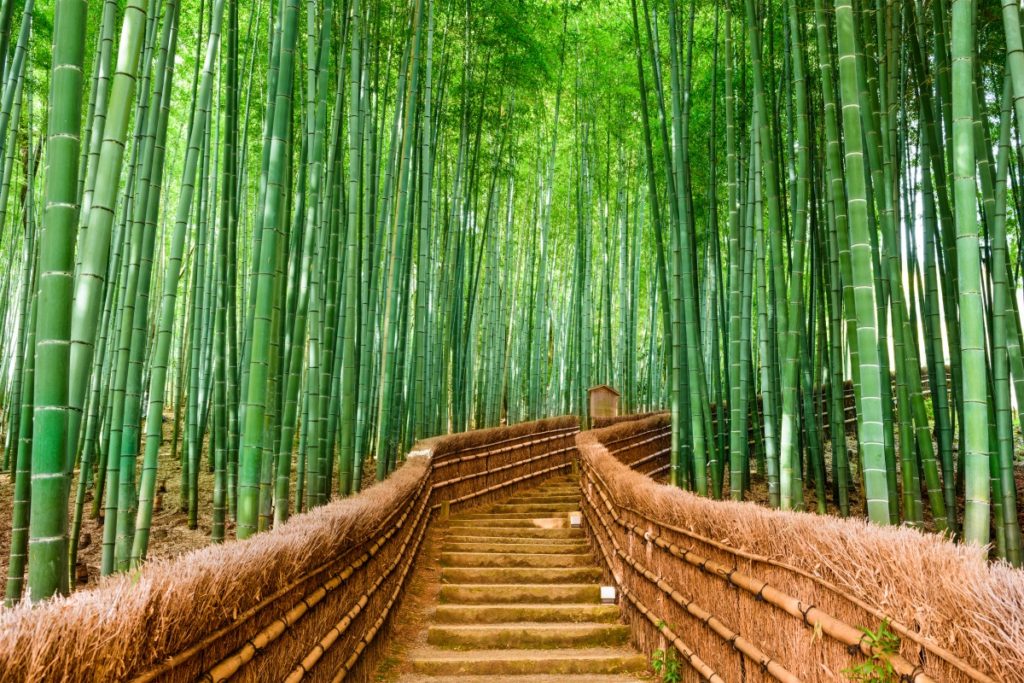 Leggenda giapponese del bambù