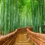 Leggenda giapponese del bambù