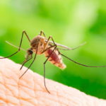 Giornata mondiale zanzara