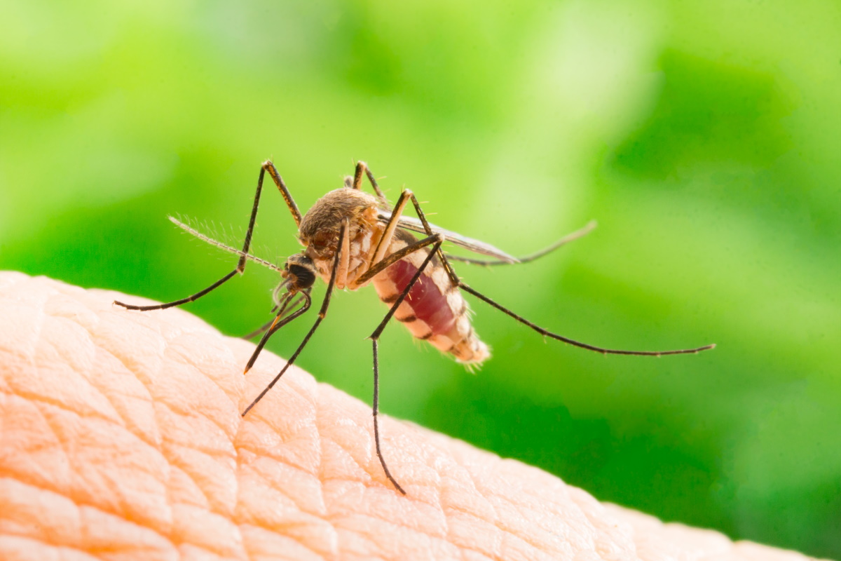 Giornata mondiale zanzara