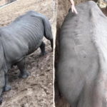 Rinoceronte inciso