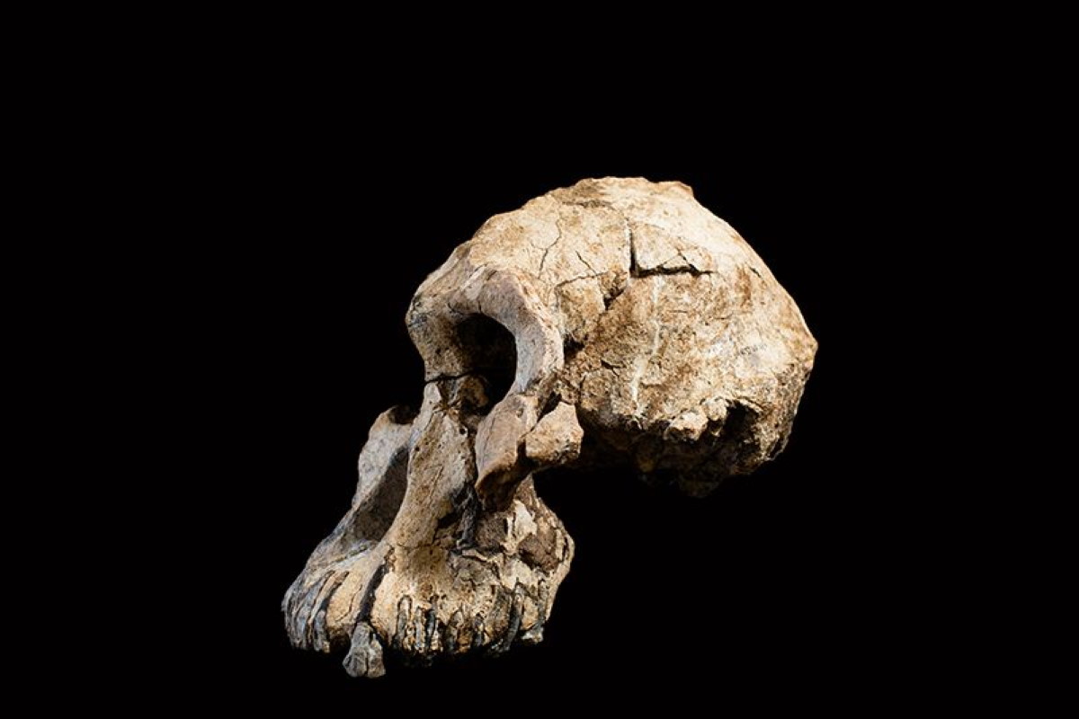 cranio 3,8 milioni anni fa evoluzione