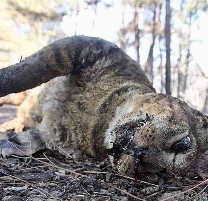 Animali morti negli incendi in Bolivia