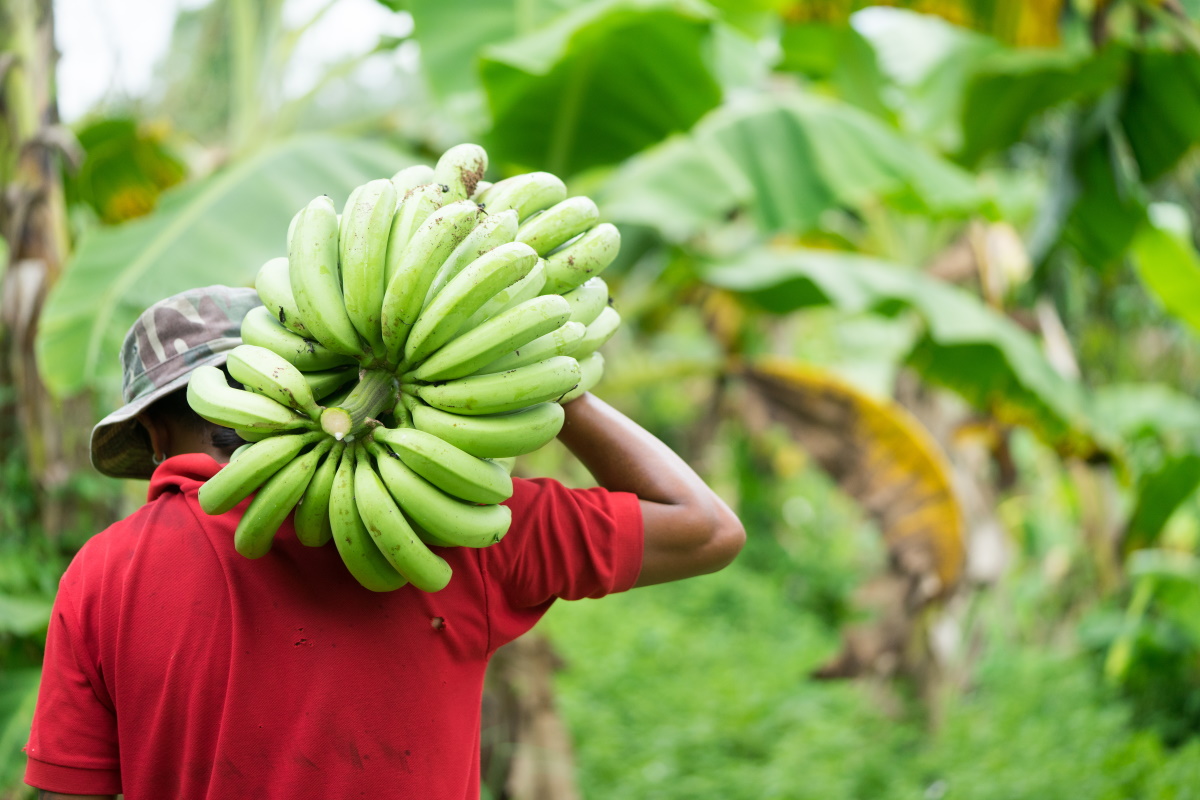 coltivatori banane