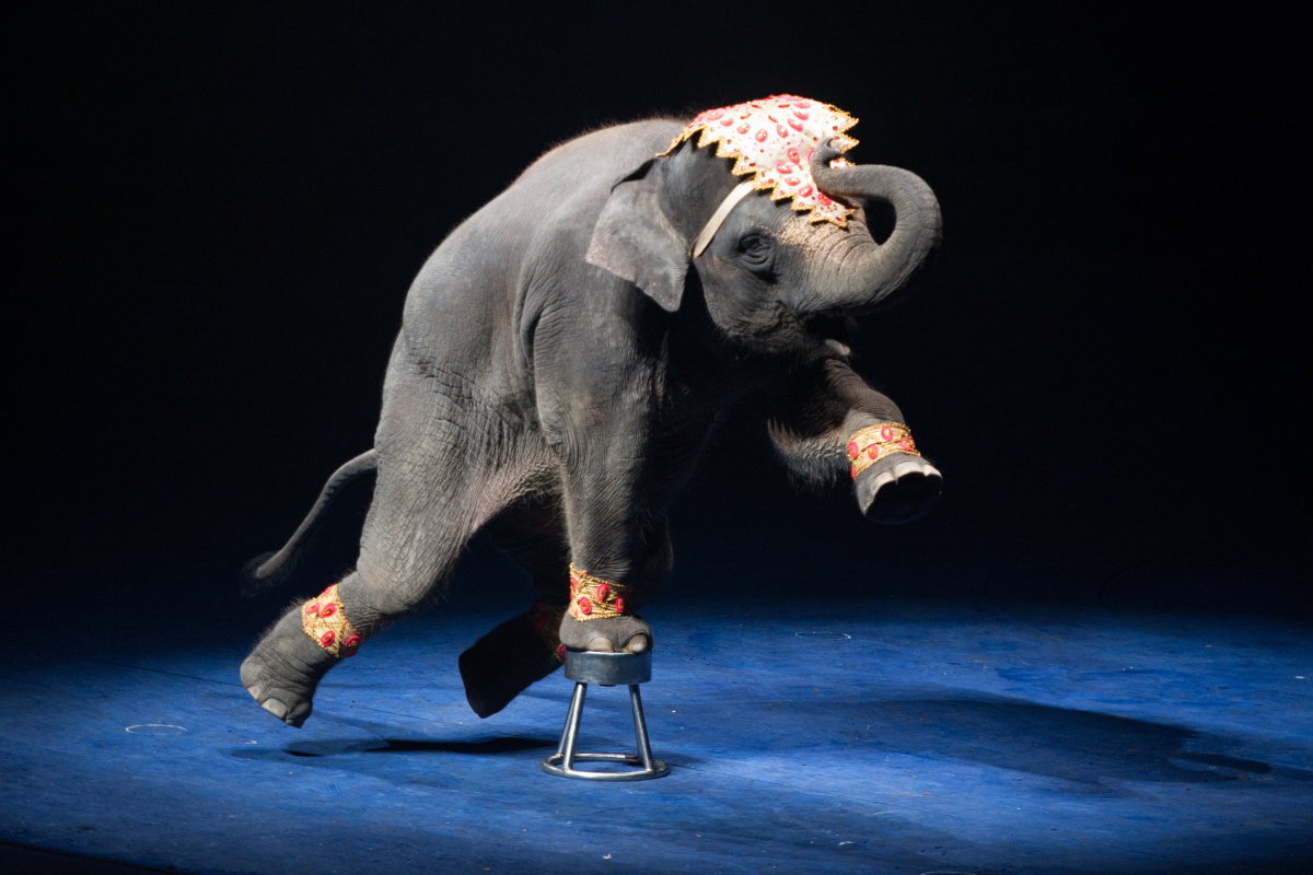 Elefante circo