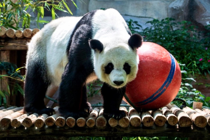 panda chiangmai