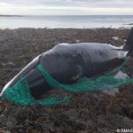 Balena uccisa da rete fantasma