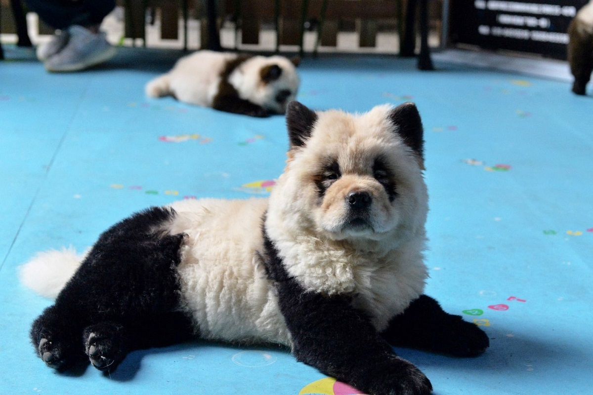 Cani Panda