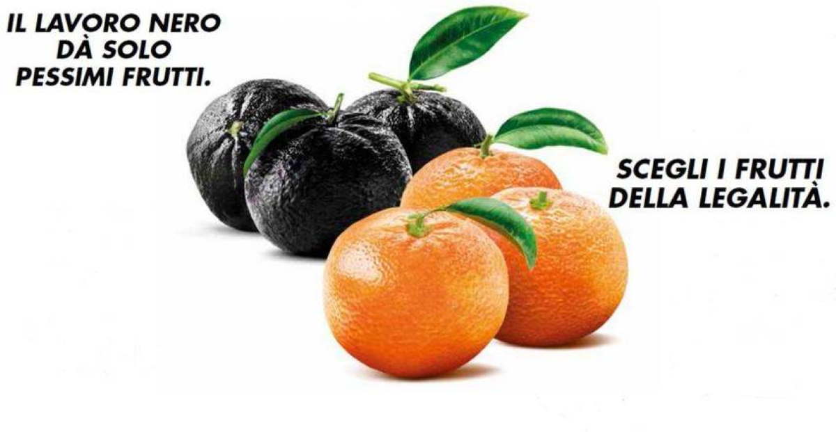 clementine-coop