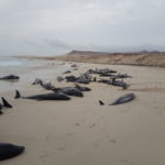 Delfini spiaggiati a Capo Verde