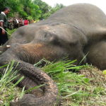 Elefanti avvelenati nello Sri Lanka